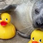 Φώκια Ρέγκε παίζει με πλαστικά παπάκια ενυδρείο