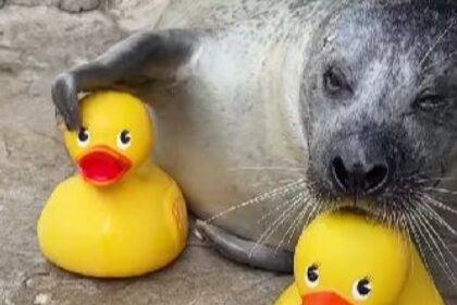 Φώκια Ρέγκε παίζει με πλαστικά παπάκια ενυδρείο