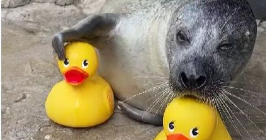 Φώκια Ρέγκε παίζει με πλαστικά παπάκια ενυδρείο