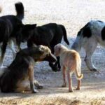 επίθεση αρκούδας Πολωνία σε δύσβατο σημείο