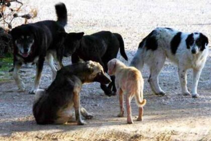 επίθεση αρκούδας Πολωνία σε δύσβατο σημείο