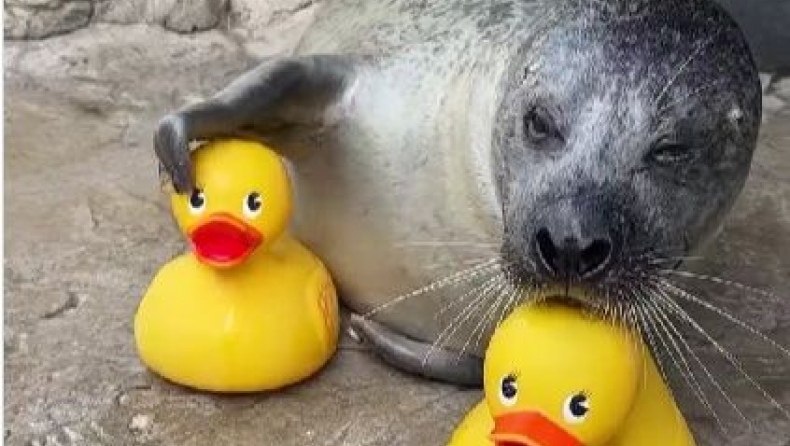 Φώκια Ρέγκε παίζει με πλαστικά παπάκια ενυδρείο