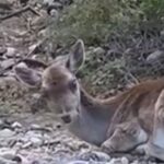 Διάσωση τυφλής ελαφίνας στη Ρόδο από παγωμένο ποτάμι