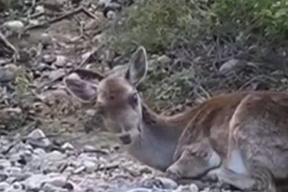 Διάσωση τυφλής ελαφίνας στη Ρόδο από παγωμένο ποτάμι