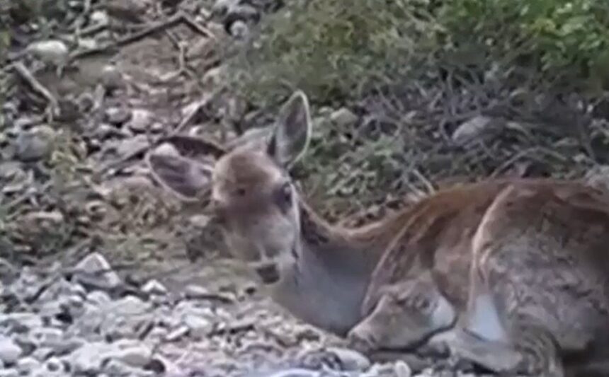 Διάσωση τυφλής ελαφίνας στη Ρόδο από παγωμένο ποτάμι