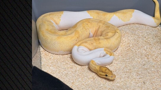 148 βασιλικοί πύθωνες σε διαμέρισμα Κρακοβία