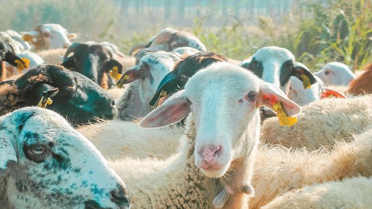 Αφθώδης πυρετός Λέσβος μέτρα κυβέρνησης αποζημιώσεις