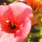 Παραδοσιακή αυλή με φυτά Ανθεστήρια Ρόδου