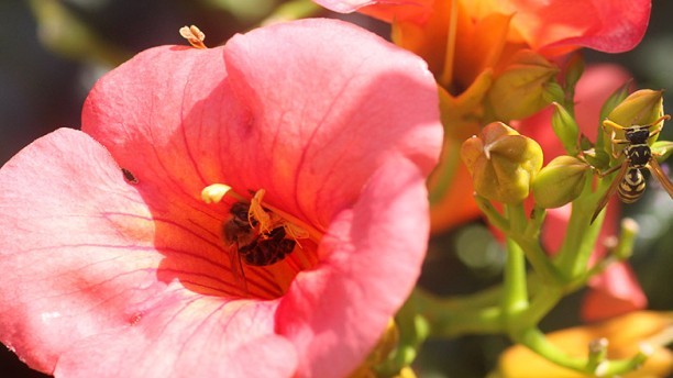 Παραδοσιακή αυλή με φυτά Ανθεστήρια Ρόδου