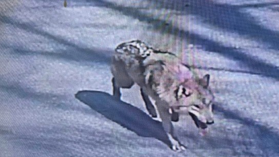 λύκος Νουκγκού εντοπισμός και αιχμαλωσία