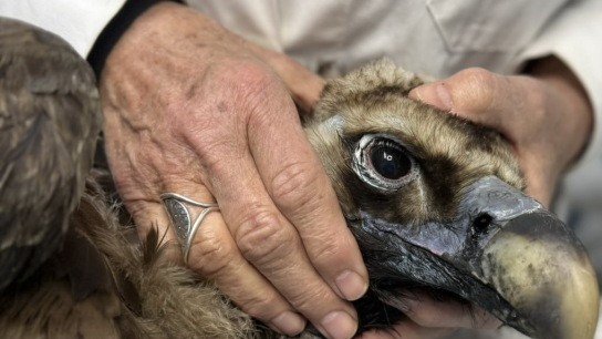 Ο μαυρόγυπας Ιωάννα πετάει πάνω από τη Δαδιά