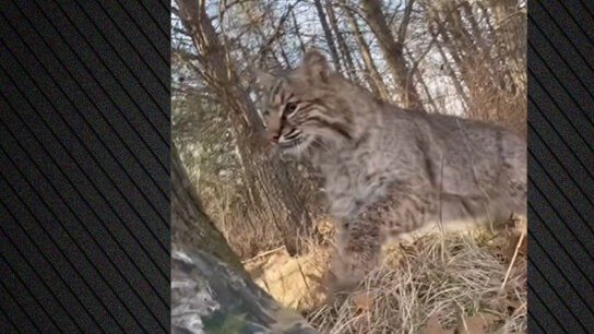 επίθεση σκύλου Μεσαρά 12χρονος τραυματίες