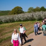 ανθισμένες κερασιές στην Πέλλα στα μονοπάτια