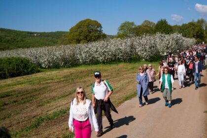ανθισμένες κερασιές στην Πέλλα στα μονοπάτια