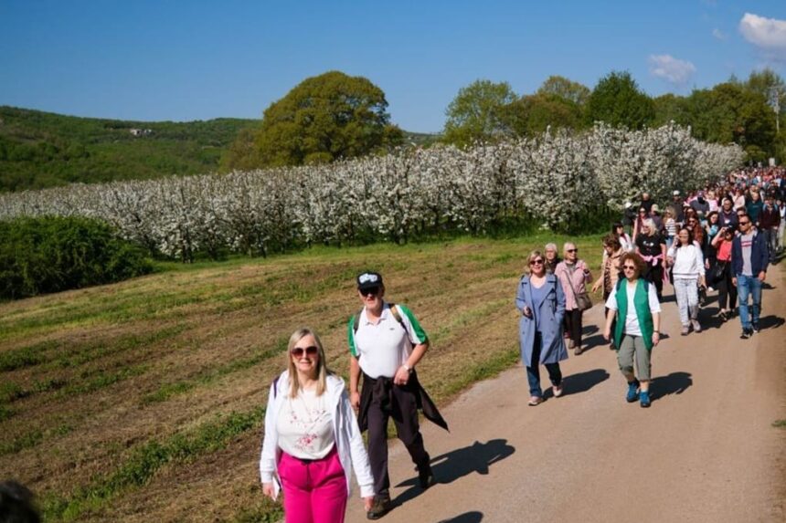 ανθισμένες κερασιές στην Πέλλα στα μονοπάτια
