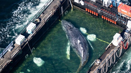 Φάλαινα Τίμι σε μαούνα ξεκινά το ταξίδι