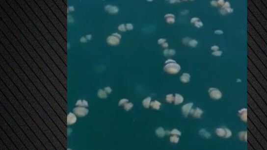 μαζική εμφάνιση μεδουσών στον Ευβοϊκό