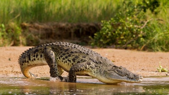 νεκρός κροκόδειλος δεμένος σε κανάλι Ρουμπέ