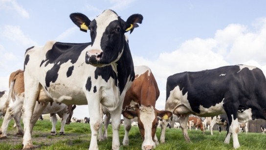 τυροκομεία Λέσβου ζητούν μεταφορά γάλακτος