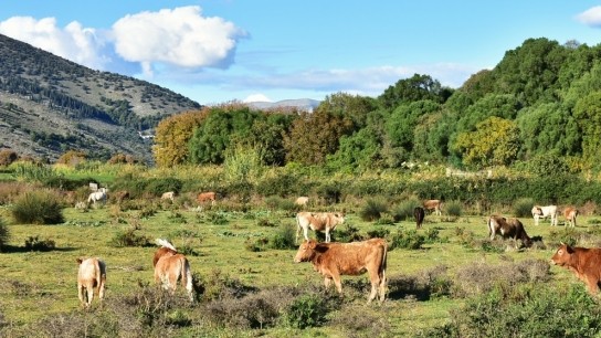 Αφθώδης πυρετός εκτροφές αιγοπροβάτων Λέσβο