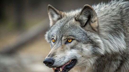 λύκος που επιτέθηκε γυναίκα Αμβούργο