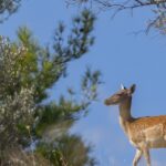 ελάφια Μανδρακίου 1939 σύμβολο Ρόδου