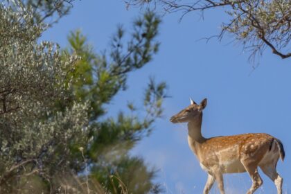 ελάφια Μανδρακίου 1939 σύμβολο Ρόδου