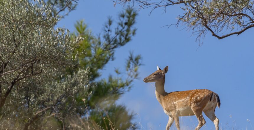 ελάφια Μανδρακίου 1939 σύμβολο Ρόδου