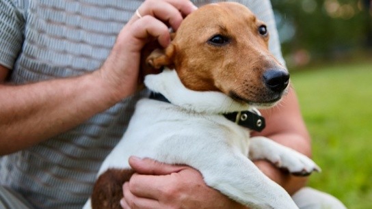 παράνομη πώληση σκύλου Θεσσαλονίκη 4.000€