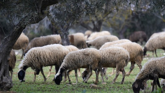 κτηνοτρόφοι Μεσοτόπου αφθώδης πυρετός Λέσβος