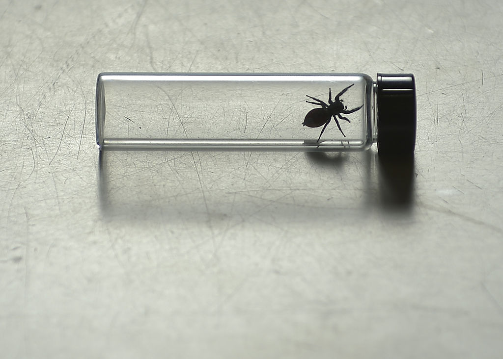 αράχνες στο διάστημα πείραμα NASA Νεφερτίτη