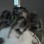 αράχνες στο διάστημα πείραμα NASA Νεφερτίτη