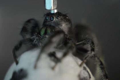 αράχνες στο διάστημα πείραμα NASA Νεφερτίτη