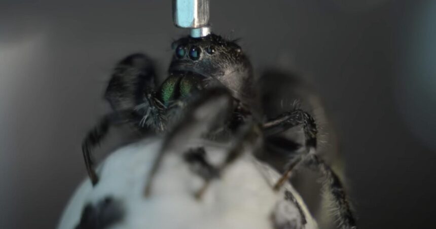 αράχνες στο διάστημα πείραμα NASA Νεφερτίτη