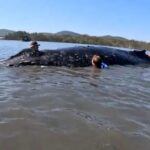 Φάλαινα 12 τόνων απεγκλωβισμός σε ύφαλο