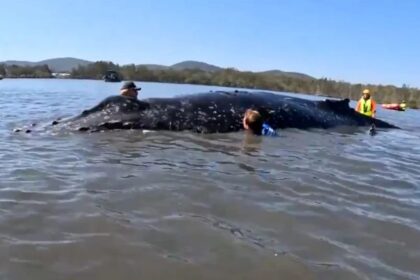 Φάλαινα 12 τόνων απεγκλωβισμός σε ύφαλο