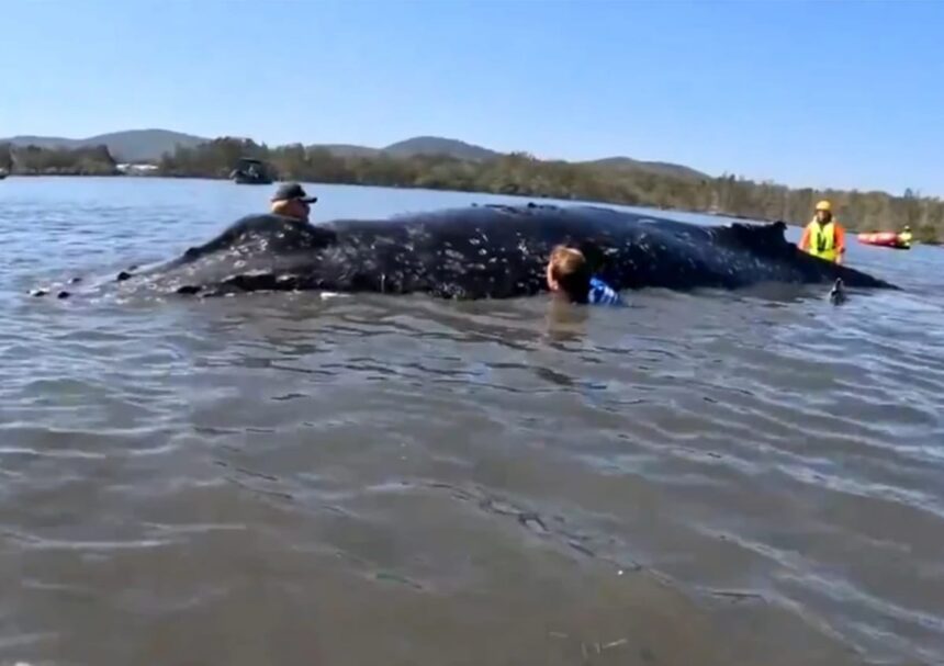 Φάλαινα 12 τόνων απεγκλωβισμός σε ύφαλο