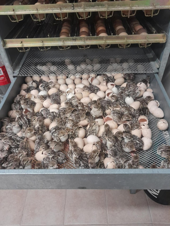 Νεογεννητα πουλακια περδικες στο εκτροφειο Ροδου