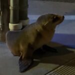 Θαλάσσιο λιοντάρι Σαν Φρανσίσκο Ίρβινγκ στο δρόμο