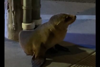 Θαλάσσιο λιοντάρι Σαν Φρανσίσκο Ίρβινγκ στο δρόμο