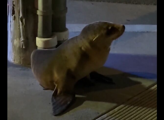 Θαλάσσιο λιοντάρι Σαν Φρανσίσκο Ίρβινγκ στο δρόμο