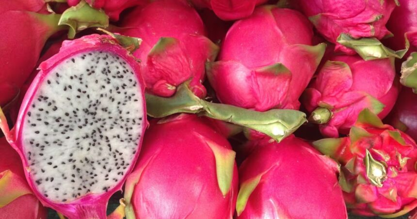 Vilson Vogel και 450 δέντρα dragonfruit