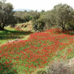 ψυχρή εισβολή μετά την Πρωτομαγιά
