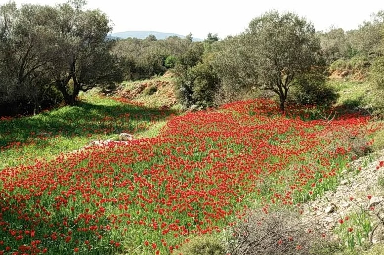 ψυχρή εισβολή μετά την Πρωτομαγιά