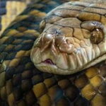 148 βασιλικοί πύθωνες σε διαμέρισμα Κρακοβία