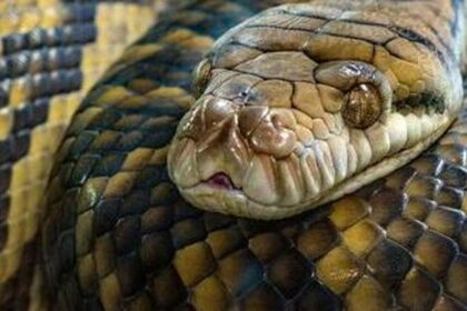 148 βασιλικοί πύθωνες σε διαμέρισμα Κρακοβία