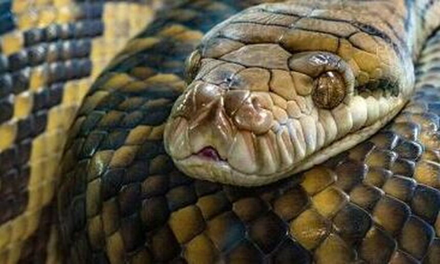 148 βασιλικοί πύθωνες σε διαμέρισμα Κρακοβία