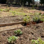 Κήπος της Κοινωνίας στη Ρόδο με ντομάτες και εθελοντές