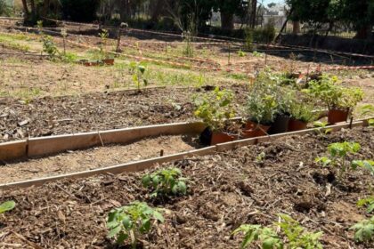 Κήπος της Κοινωνίας στη Ρόδο με ντομάτες και εθελοντές