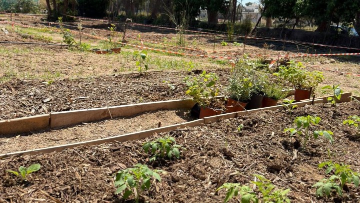 Κήπος της Κοινωνίας στη Ρόδο με ντομάτες και εθελοντές